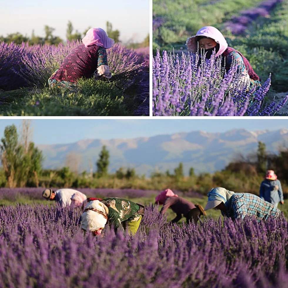 TooGet Flores de Lavanda Secas e Naturales, 400+ Tallos (40-45cm) per Decorazione del Casa, Regali, Nozze o Qualunque Occasione