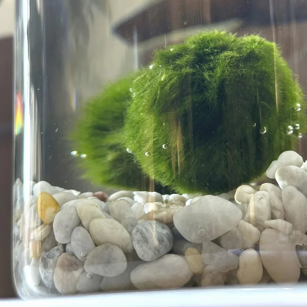 KAKI La Felicità è Nelle Piccole Cose Marimo Coppia Originale Vaso Vetro Tappo Sughero Diametro 8cm Altezza 11cm Made in Italy