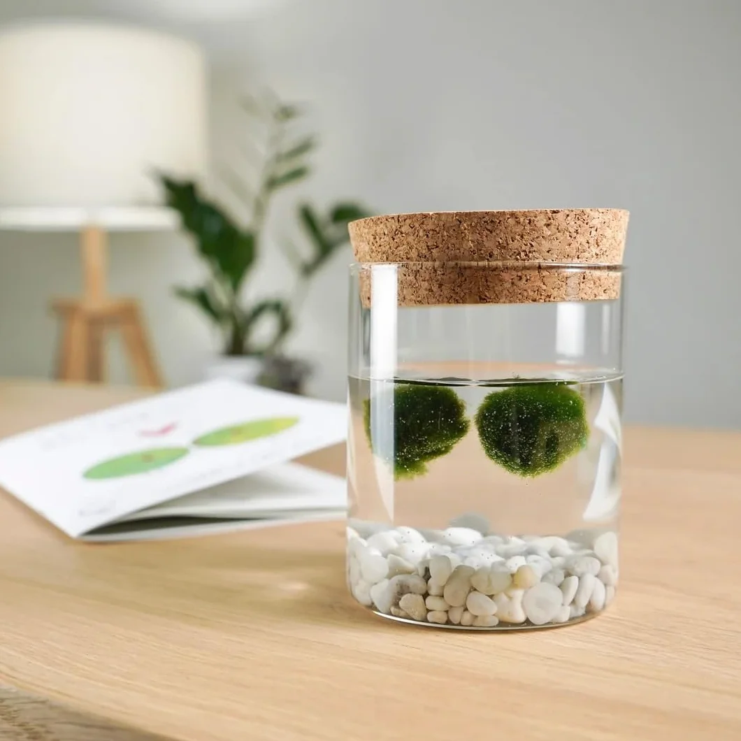 KAKI La Felicità è Nelle Piccole Cose Marimo Coppia Originale Vaso Vetro Tappo Sughero Diametro 8cm Altezza 11cm Made in Italy