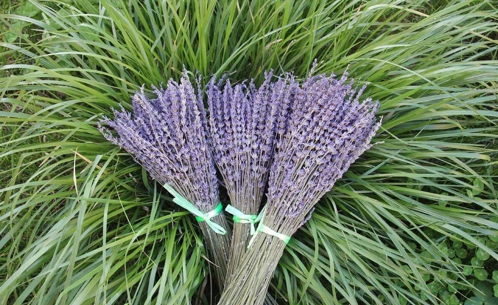 TooGet Flores de Lavanda Secas e Naturales, 400+ Tallos (40-45cm) per Decorazione del Casa, Regali, Nozze o Qualunque Occasione