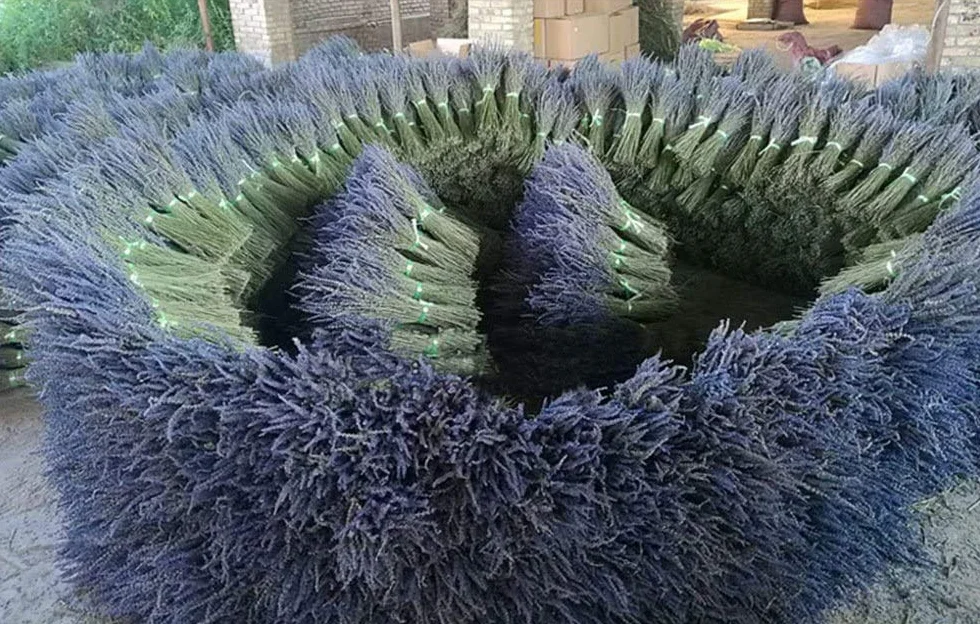 TooGet Flores de Lavanda Secas e Naturales, 400+ Tallos (40-45cm) per Decorazione del Casa, Regali, Nozze o Qualunque Occasione