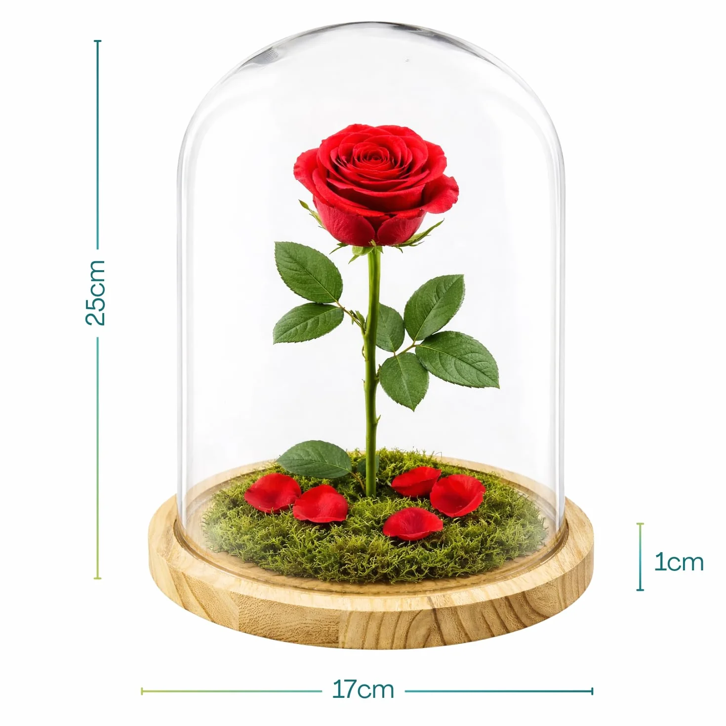 PALUPLUS Campana in Vetro con Base in Legno, Teca in Vetro Trasparente, Espositore per oggetti, composizioni floreali e luci, oggetto decorativo per la tua casa -953M -2,1 (17x25 cm)