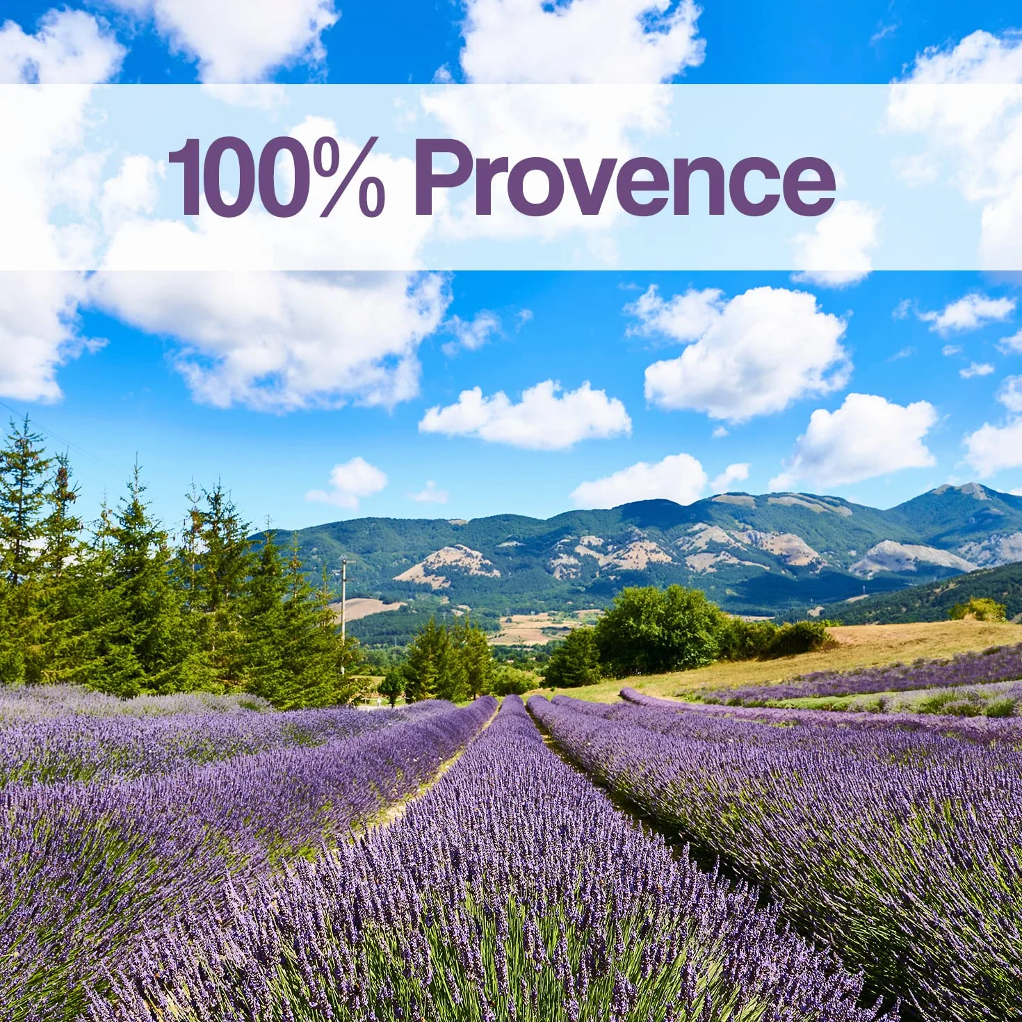 OLILLY Raccolta 2025-500 Grammi - Fiori di Lavanda Essiccati di Provenza (Lavandin Grosso, 500 Grammi)