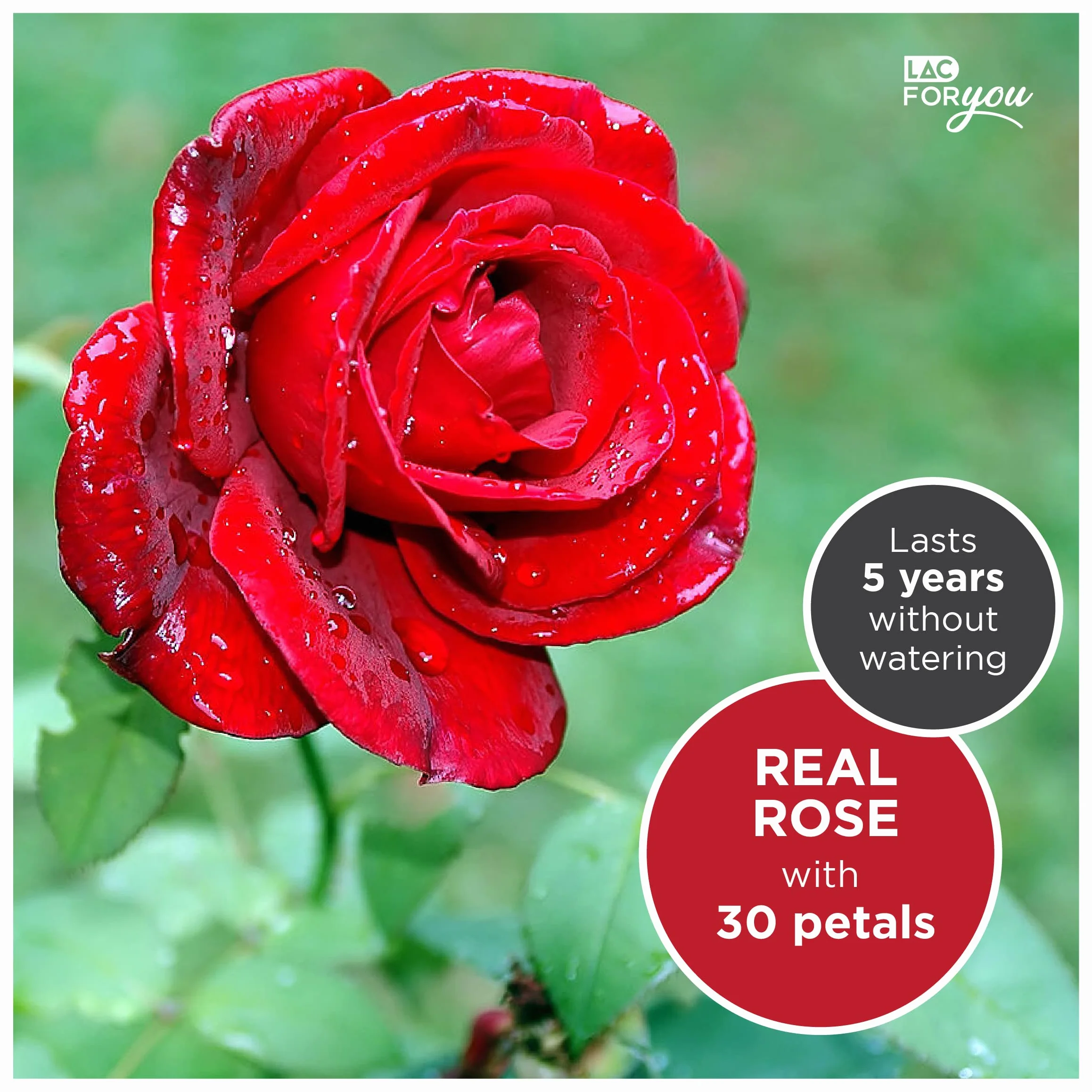 LAC FOR YOU Rosa Stabilizzata Vera Collana Idea Regalo Donna Compleanno Anniversario Rosa Eterna Mamma Fidanzata