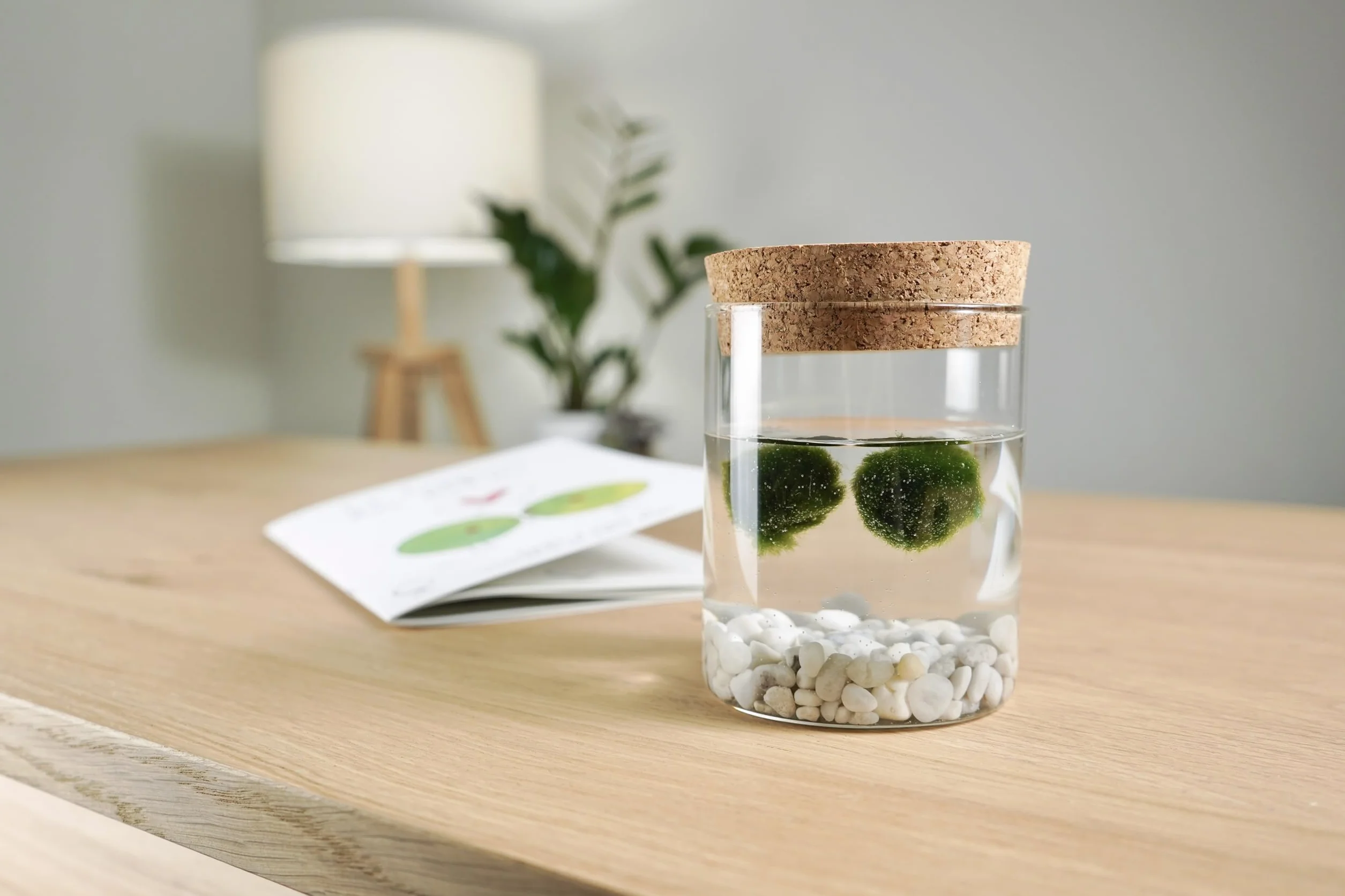 La Felicità è Nelle Piccole Cose Marimo Coppia originale vaso vetro con tappo sughero diametro 8cm altezza 11cm Made in Italy