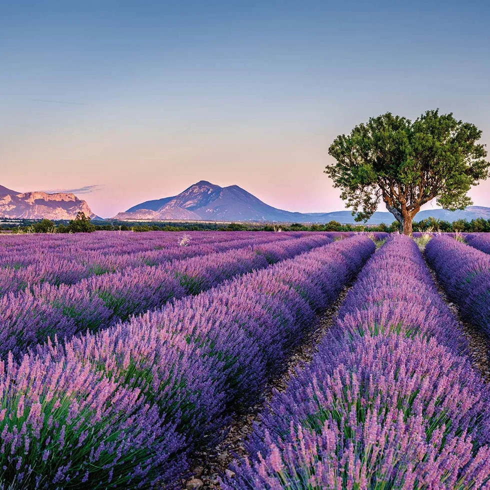 OLILLY Raccolta 2025-500 Grammi - Fiori di Lavanda Essiccati di Provenza (Lavandin Grosso, 500 Grammi)